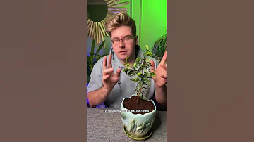 Почему у фикусов облетают листья! Ч2