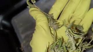 LotS & LOts Of SEEDS! de-seeding halitosis breathXGMO X hash MinTz.