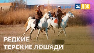 В станице Смоленской разводят редких терских лошадей. ЗЕМЛЕХОД