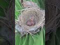 Baby birds are newborn 3 days