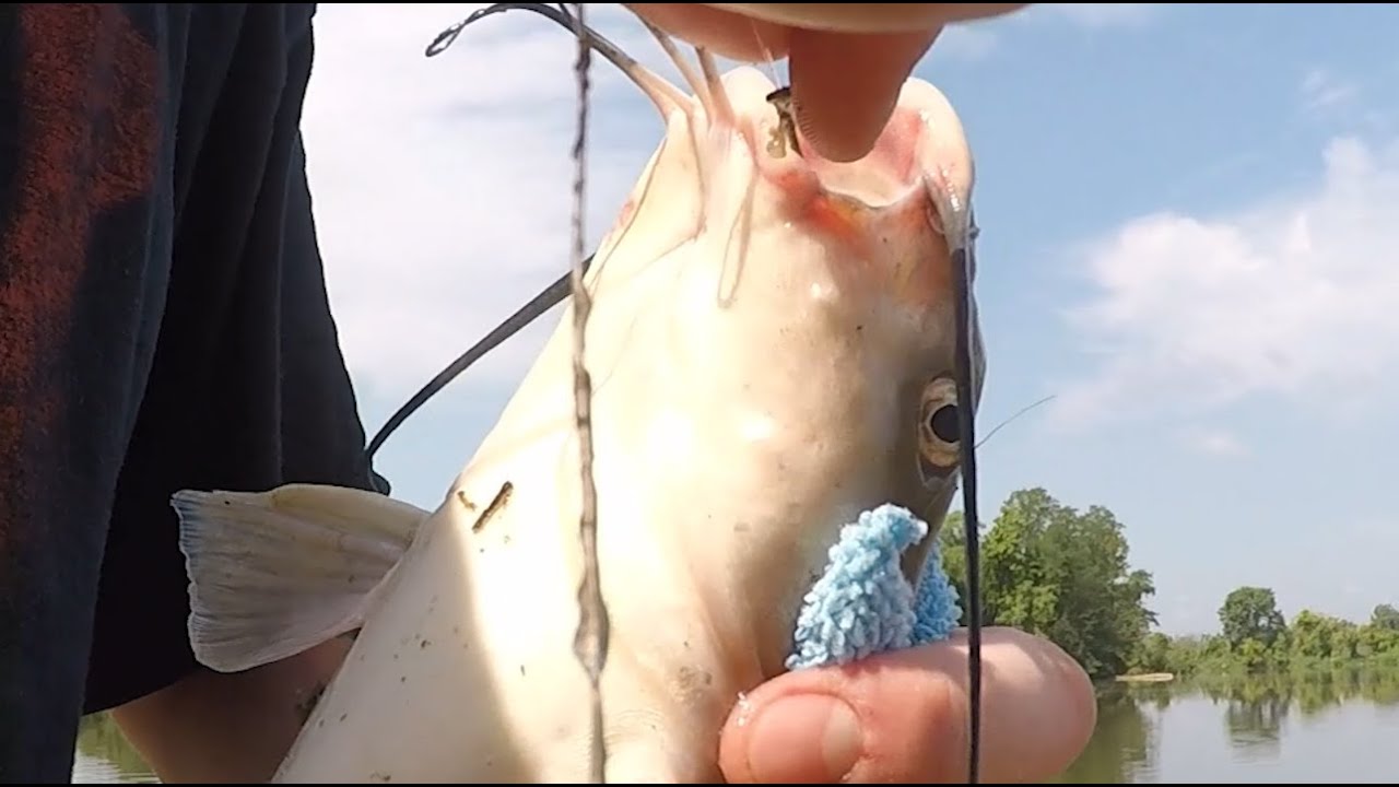 Catfishing Patapsco River, Maryland YouTube