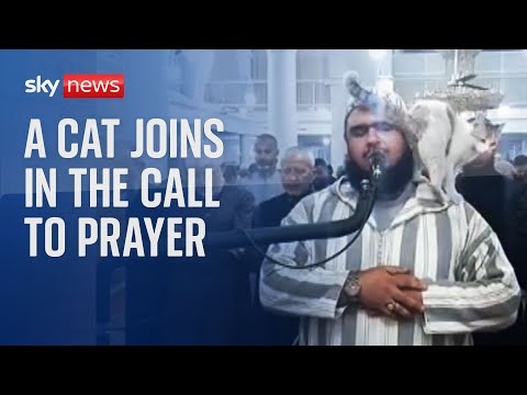 A friendly cat joins prayers at a mosque in Algeria