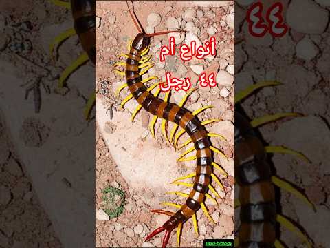 حشرة أم 44 أنواعها ألوانها وخطورتها المذهلة لن تصدق ماذا يمكنها أن تفعل