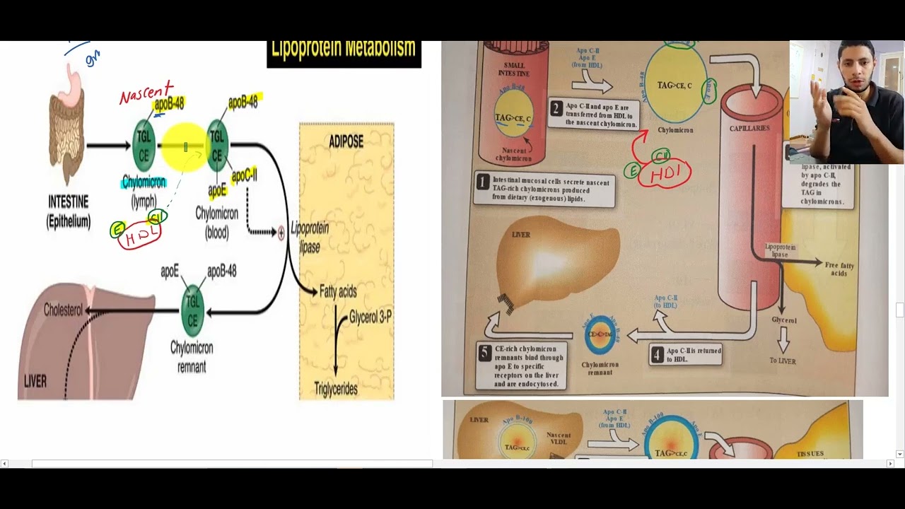lipoprotein part 2 (chylomicron + VLDL )