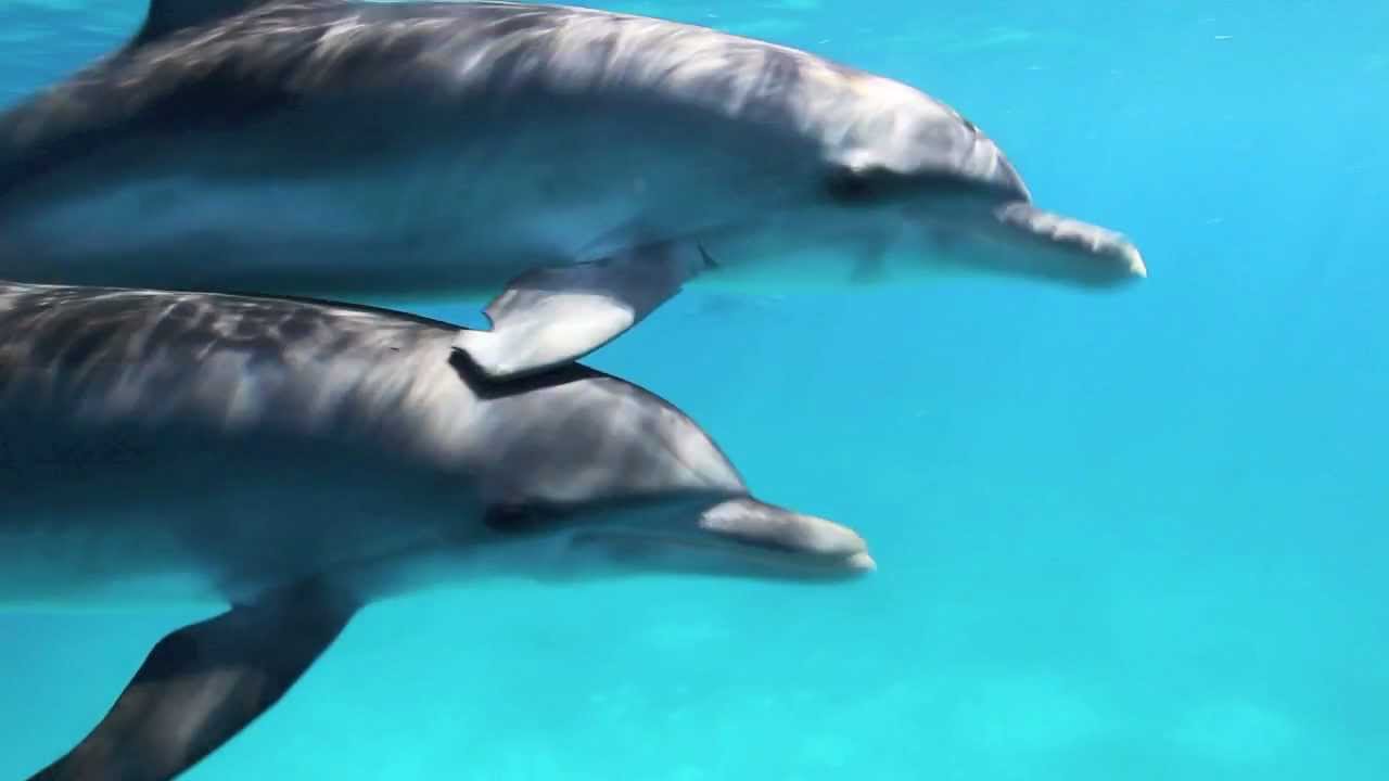 WildQuest Dolphin Swim Autumn Trailer