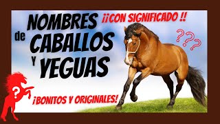 NOMBRES PARA CABALLOS Y YEGUAS CON SIGNIFICADO - Lindos y originales-