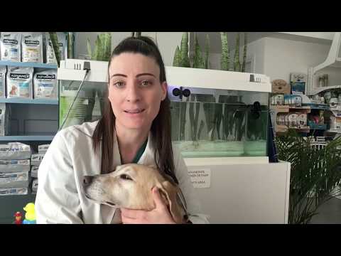 Βίντεο: Τι να ρωτήσετε κατά την επιλογή ενός παρόχου ασφάλισης υγείας κατοικίδιων ζώων