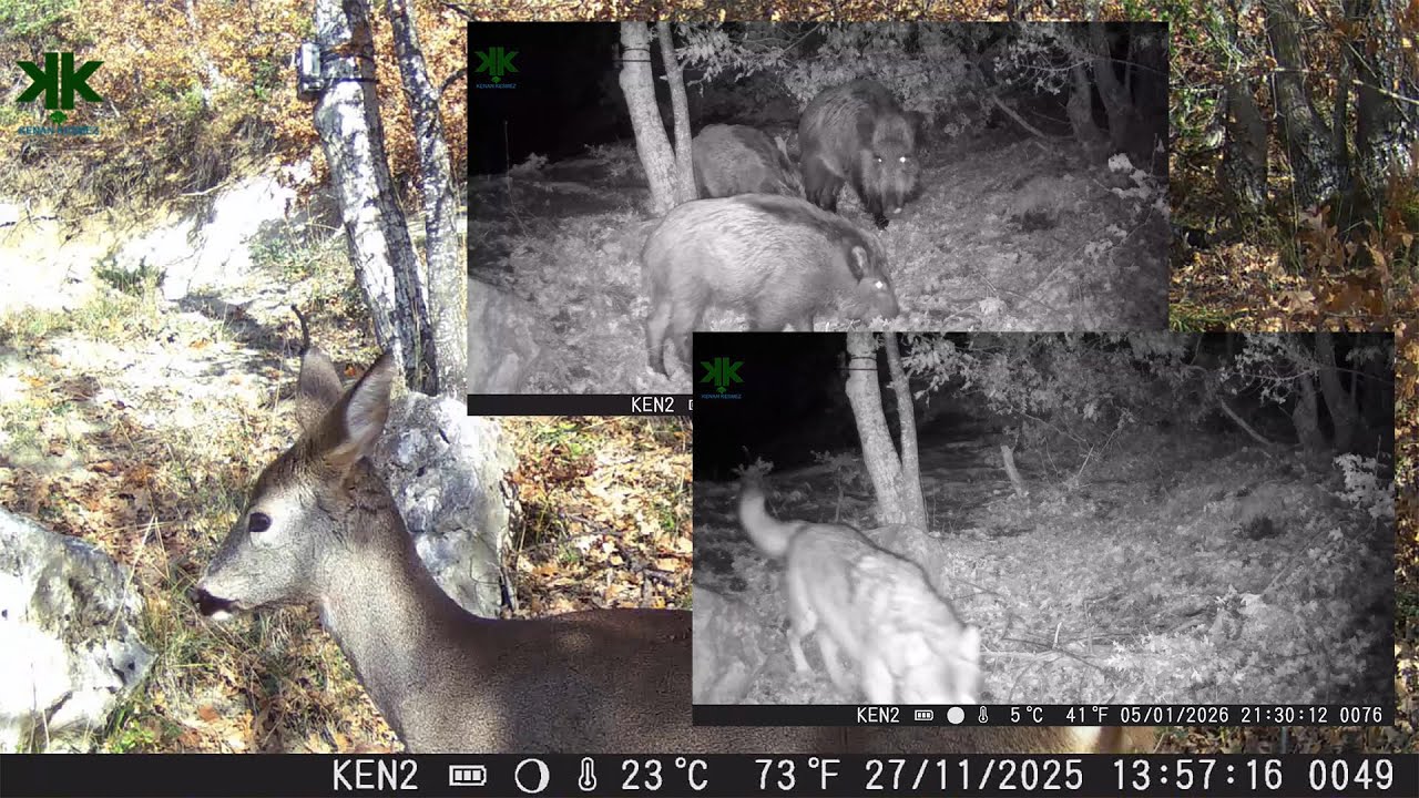 Fotokapan görüntülerimizden kısa kesitler AĞUSTOS-EYLÜL-EKİM-KASIM-ARALIK 2025 #fotokapan