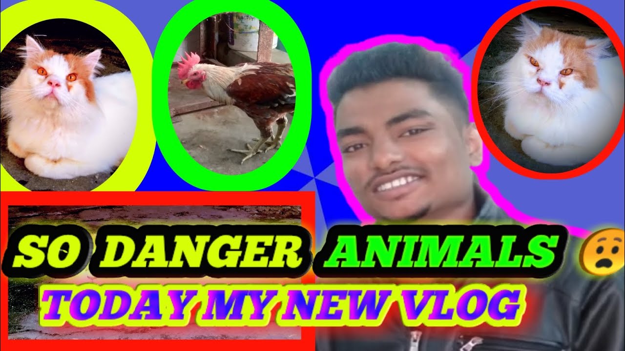 MY NEW VLOG AMAZING ANIMAlS DANGER 😧😧