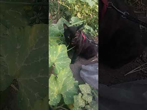 #cat #красиваякошка #видосыоткота #puppy #веселыекоты #funny #прикольныекоты #cute