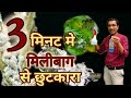 मिनटों मे पाएं मीलीबग से छुटकारा / Mealybug Control in Plants instantly.