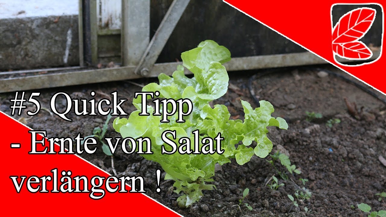 Salat mehrfach effektiver Ernten ohne Verlust Quick Tipp 5 YouTube