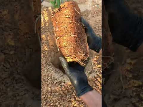  البخل  التغطيه  البطيخ  موسيقار  الثامن