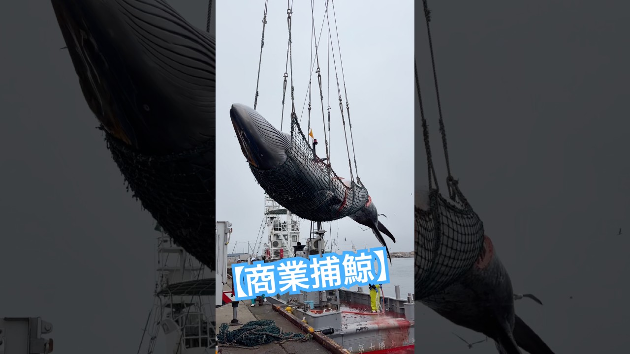 【4/1解禁】大迫力。北海道の海が動く、巨大鯨水揚げの瞬間。
