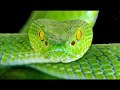 Peruquois  awaken the snake