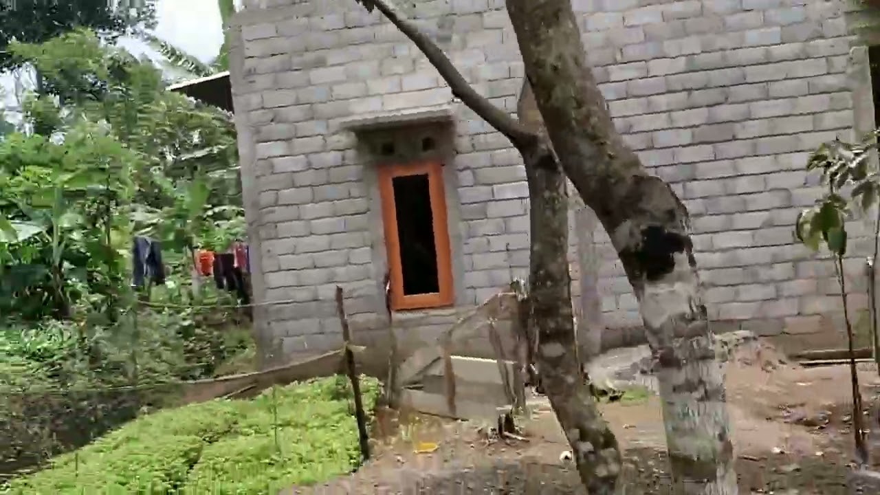 PANEN ALPUKAT LOKAL  KAB.SEMARANG #PETANI ALPUKAT 