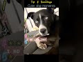 Cute dog moments #animals #cute #dog #funny #happy #joyful #like #pets