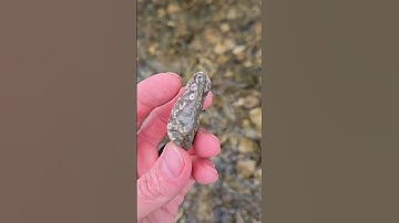 Cool Crinoid Stems With Easter Island Face! #fossils #hiddenfaces #ancientman