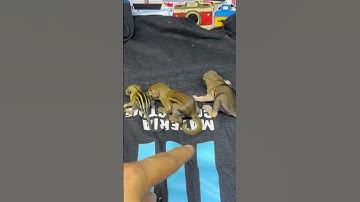 Phân Biệt Sóc Bông , Sóc Đất , Sóc Nhen - Trương Tuấn Sóc Cảnh