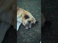 Sosın Delale Dıle Mın Yâre 