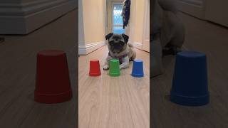 This dog is SMART!! #pug #pugs #dog #funnydog