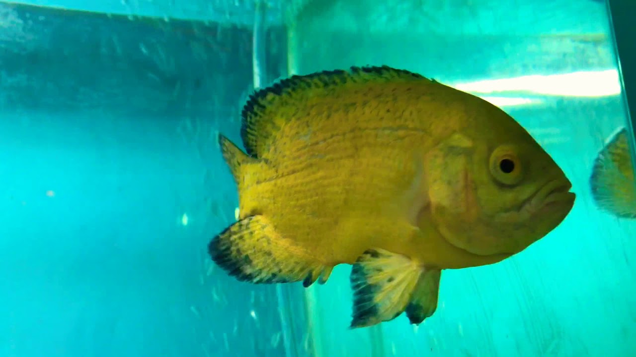 unique yellow and black