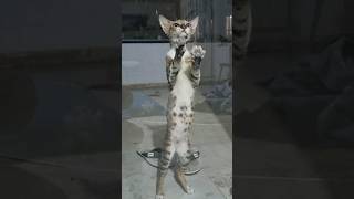 بی محتوا ولی جذاب️ #dance #dancer #cat #catlover #animaldance #catdance #رقص_گربه #فان #funnyvideo