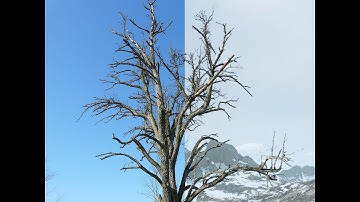 Remove Fringes Around Trees During Sky Swap! - Photoshop Tutorial