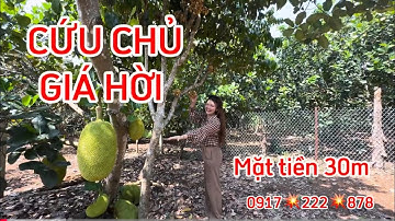 💥Cứu chủ ,MUA 2 tỉ 3 bán 1 tỉ mấy VƯỜN TRÁI CÂY LONG KHÁNH
