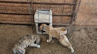 How I Train Livestock Guardian Dogs
