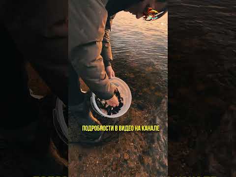 Считаем И Запускаем Рыбалка Сазан Зарыбление #shorts https://youtube.com/shorts/FjMfk7lWrMo