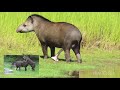 Humans will kill the Tapir