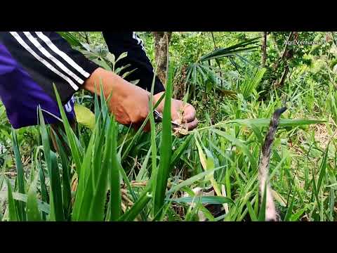 How to propagate Mulato Ⅱ Grass? 