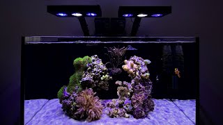 The Reveal of my New 20G Innovative Marine Reef Tank!