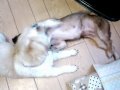 犬会議
