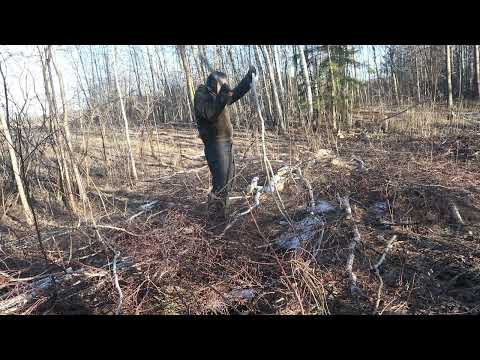 Обрубка веток мачетей