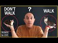 Pros and Cons of Walking Your Cat -- Must Watch Before You Walk