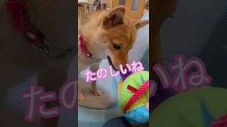 手動でぶるるるるるる!今流行り?の震えるボールが高くて買えないので⚽(笑) #柴犬 #shibainu #mameshiba #癒し #豆柴 #豆柴のいる暮らし #豆柴のいる生活