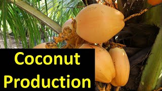 Production Technology of Coconut (Cocos nucifera)