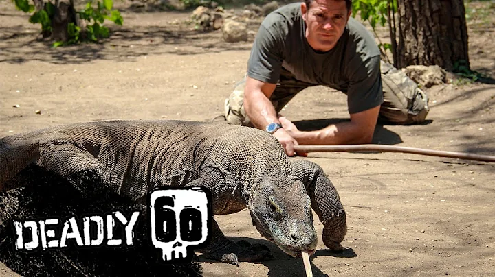 Meet the Largest Lizard on Earth | Deadly 60 | BBC Earth Kids