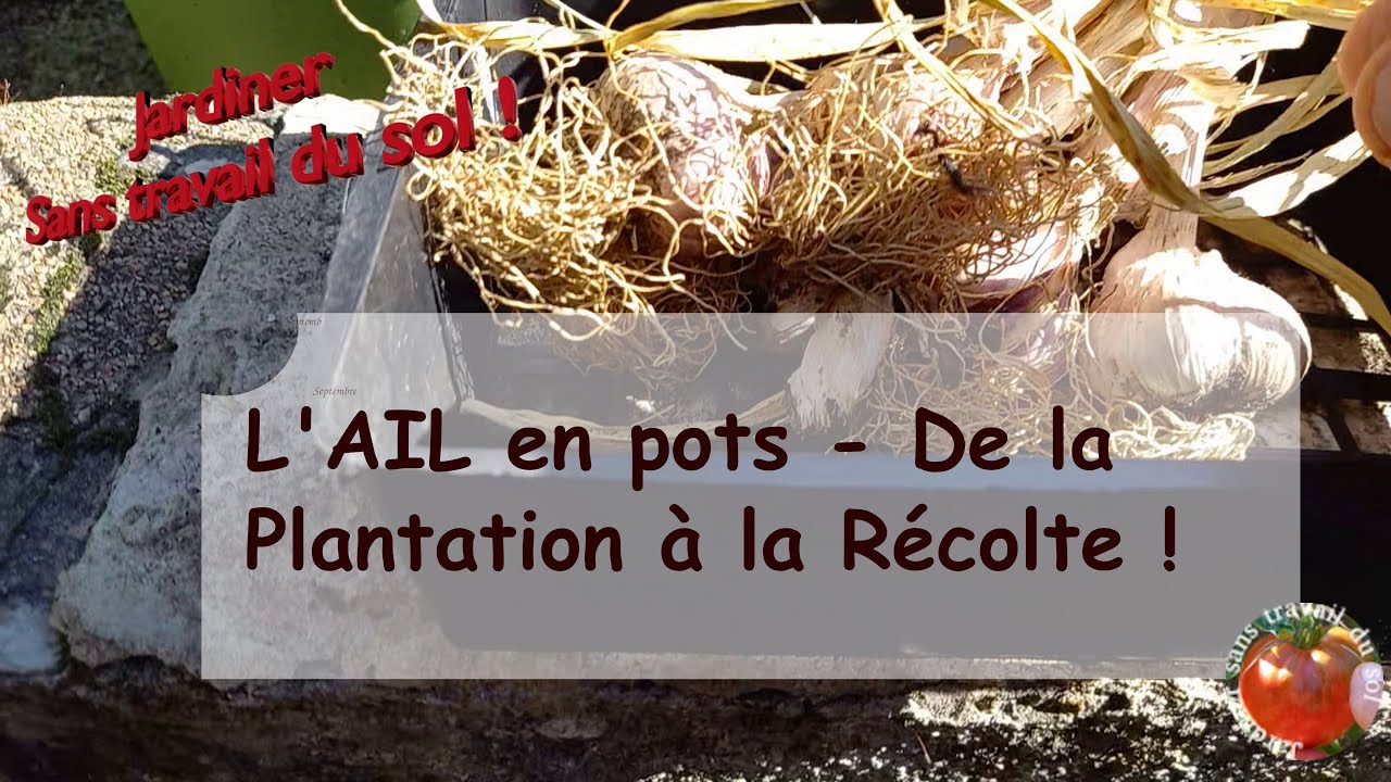 L'ail en pots De la Plantation a la Récolte