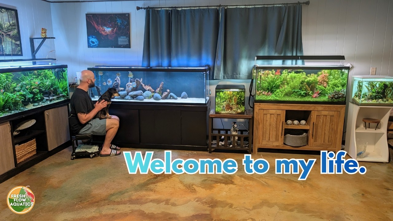 Unveiling my home fish room