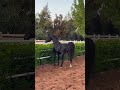 الفحل الأدهم ارتيوسا بدوي الخيل العربية الأصيلة خيل Horse Stallions اكسبلور الخيل حصان