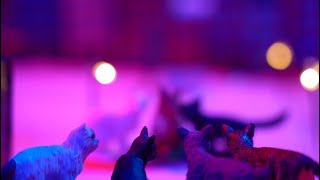 COPYCAT (Official Video)