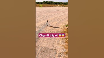 Những loài rắn độc #loai #dongvat