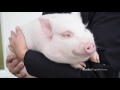 Meet Bacon, a therapy pig for Anchorage seniors