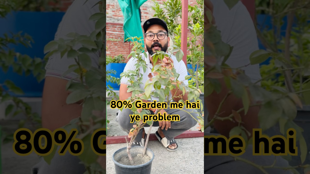 80% Garden me hai ye problem #garden #gardening #gardningtips