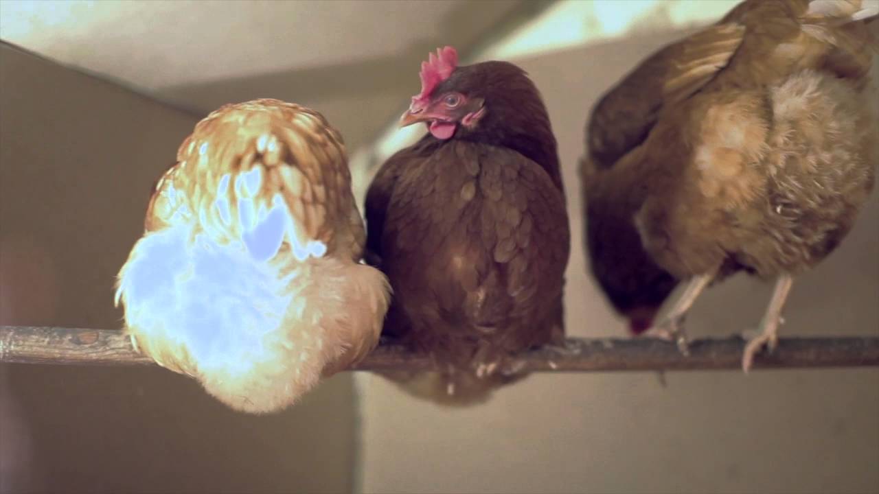 Chicken house YouTube