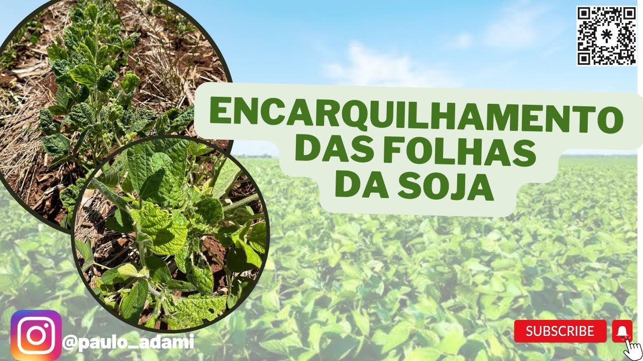 Encarquilhamento das folhas da soja