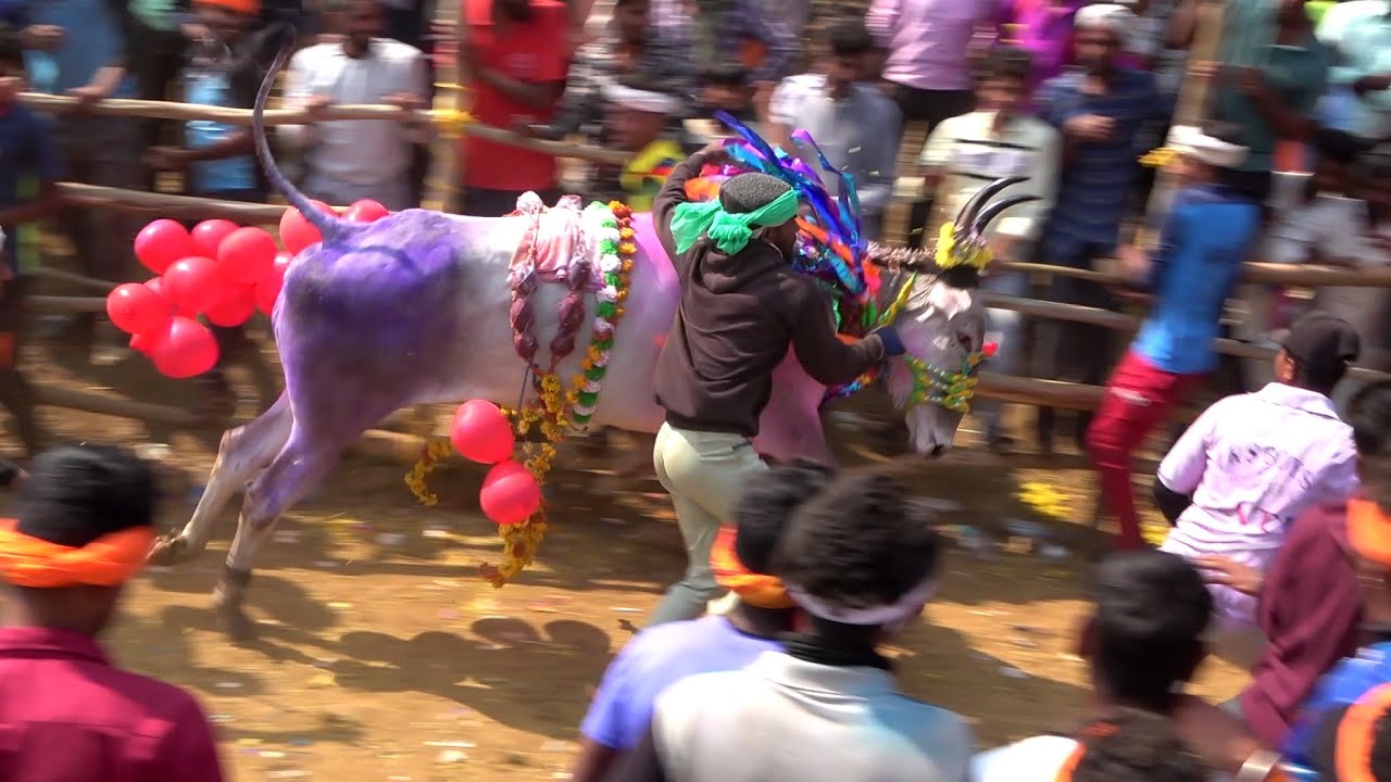 Kuppagadde Top Horihabba 2023 Part 1 | ಕುಪ್ಪಗದ್ದೆ ಭಯಂಕರ ಹೋರಿಹಬ್ಬ 2823